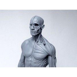 【Abz Company】人体 筋肉 模型 30cm 人体模型 医学 解剖 教育 整形 外科 絵画 モデル デッサン 男性 女性 グレー 自立 スタンド付き