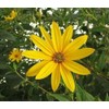 1 tuber Jerusalem Artichoke - Beaver Valley Purple Variety -