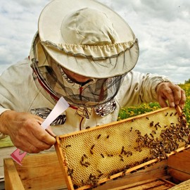 Beehive Scraper Tool, Hive Tool, Beekeeping Tools Equipment, Beekeeping Scraper, Beekeeper Stick Chisel Tool, Beekeeper Scraper, An Excellent Tool Accessory for Beekeepers, Pack of 2