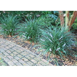 Evergreen Giant Liriope Muscari - 10 Live Plants - Drought Tolerant Low Maintenance Evergreen Groundcover Grass