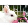 15pcs Stainless Steel Rabbit Watering Nipples Metal with Cage Rodent