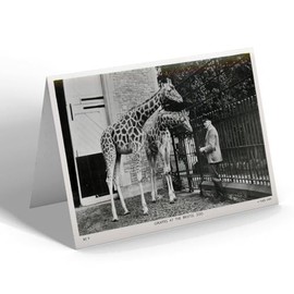 GREETING CARD - Vintage Bristol - Giraffes at the Bristol Zoo