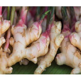 FRESH HIMALAYAS Organic Fresh Ginger Roots 2 Pound Snow Hill Himalayan Ginger - Product Of Mt. Everest Country, Nepal – Seller Fresh Order Delivery Within 2-5 Days