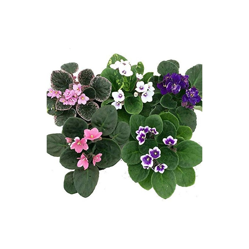 Novelty African Violet 4" with Ceramic Pot Best Blooming Plant