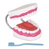 Ultrassist Mouth Model with Soft Silicone Tongue for Speech and