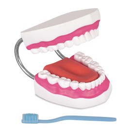 Ultrassist Mouth Model with Soft Silicone Tongue for Speech and Language Therapy, Oral Care Model for Teaching Kids to Brush Teeth, Metal Hinge