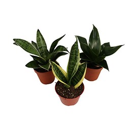 3 Snake Plant - Sansevieria Assorted Variety from California Tropicals