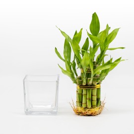 NW Wholesaler - Two Layer Lucky Bamboo Indoor Live Plant in Glass Square Vase, Live Lucky Bamboo Plant, Bamboo Arrangement, Feng Shui Plant