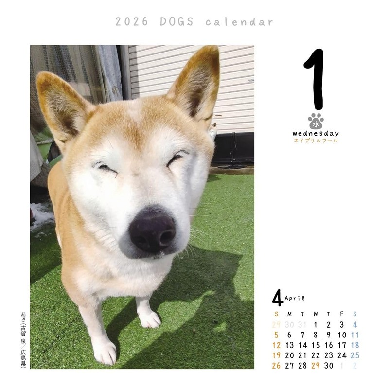Dog Turning 2026 Calendar Refills Day Dive CK-D26-02