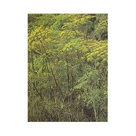 Hart's Seeds Dill Bouquet 330MG