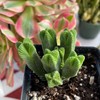 Crassula Quadrangularis (2”-2.5”), Rare Succulent Plants, Crassula Exotic, Cluster