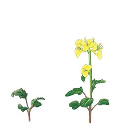 Brassica rapa Wisconsin Fast Plants, AstroPlants Seed, Pack of 200