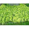 My Seeds 30 AUREOLA JAPANESE FOREST GRASS SEEDS - Hakonechloa
