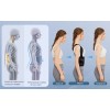Faja Ortopédica Correctora De Postura Unisex Calidad Premium