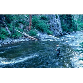 The Fly Fishing Place Bead Head Nymph Fly Fishing Flies - Kaufmann's Golden Stone Fly with Rubber Legs - Stonefly Wet Fly - 6 Flies Hook Size 10