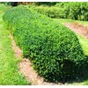 Vardar Valley Boxwood - Dwarf Evergreen Shrub - Live Plant