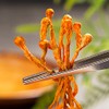 250g Cordyceps Flower Dried Cordyceps Flower (8.8oz) Stewed Soup with