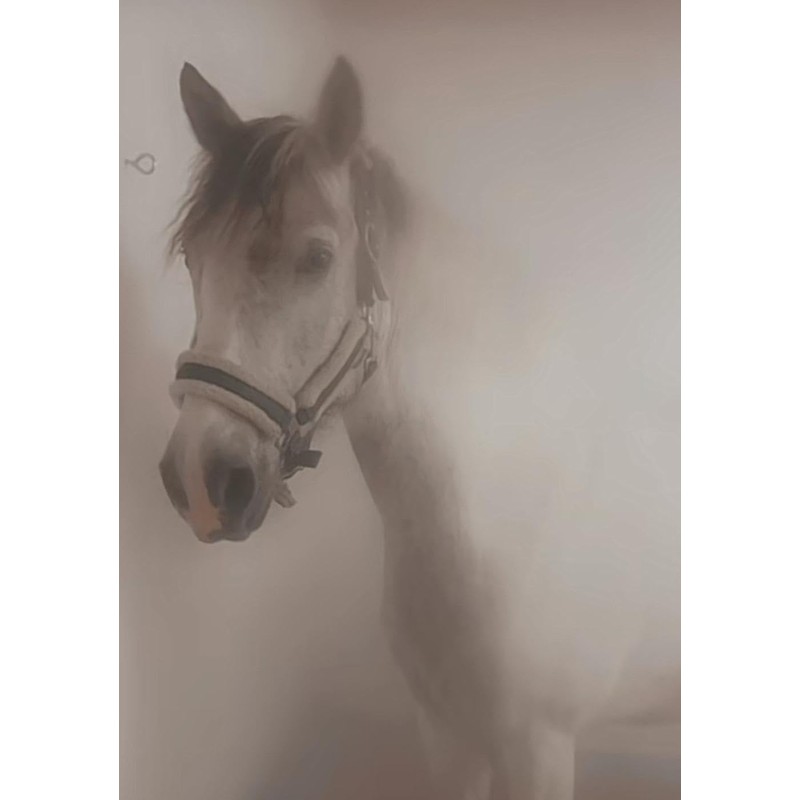 Generisch 2.5% Dead Sea Sole 1 Litre Bocholter Inhalations