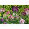 SeedsUP - 200+ Seeds Spider Plant Queen Mix Cleome -