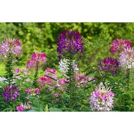 SeedsUP - 200+ Seeds Spider Plant Queen Mix Cleome - Flower Multicolor