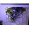 1 Bag Of Java Moss, Aquarium.