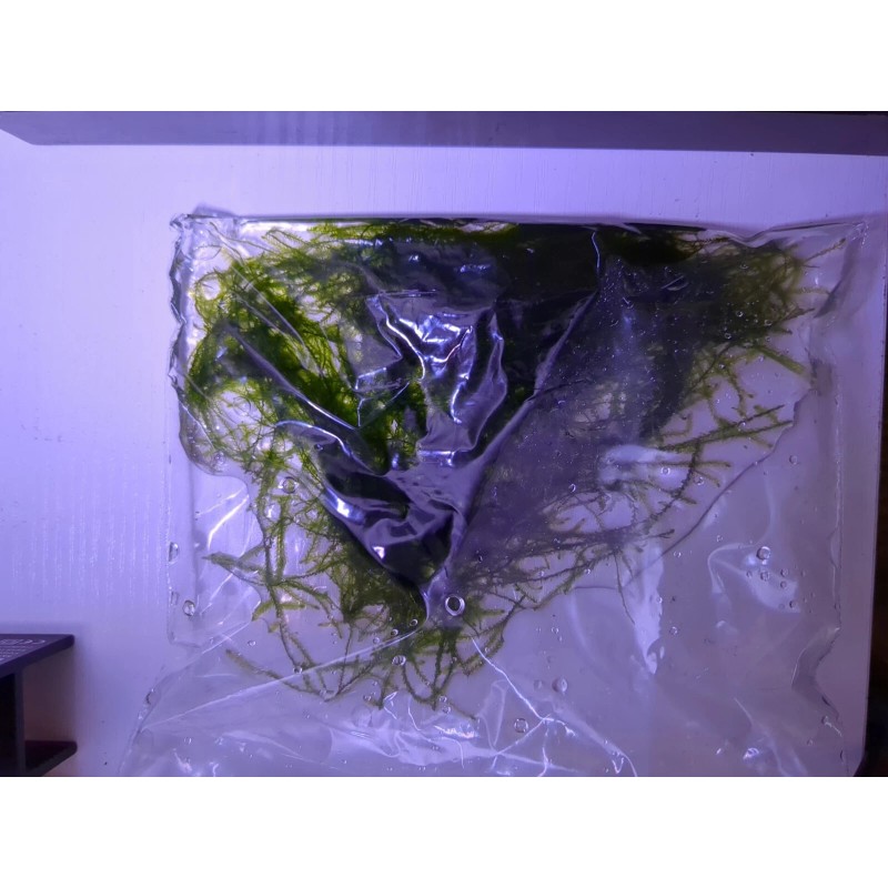1 Bag Of Java Moss, Aquarium.