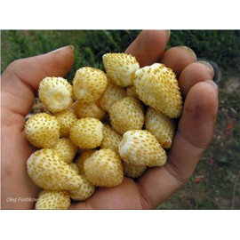 NIKA SEEDS - Fruit Alpine Strawberry Yellow - 100 Seeds
