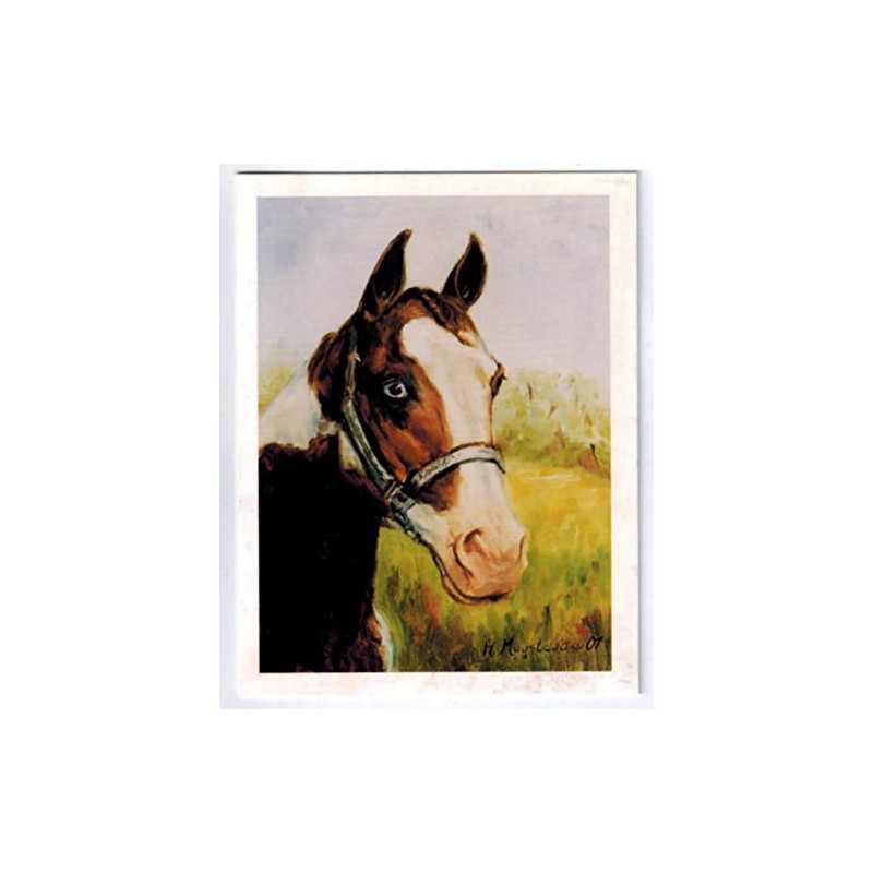 Horse Head Study Notecard Set - 12 Note Cards (HOS-12)