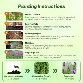 Outsidepride Stachys Betony Lamb's Ear Seeds - 500 Pcs Perennial Flower Seeds for Planting Velvet-Textured Green Foliage & Vibrant Blooms for Ground Cover & Pollinator Gardens