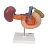 3B Scientific K22/2 Rear organs of the upper Abdomen -