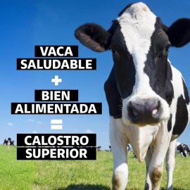 Beyond Vitamins | Calostro Bovino Grass Fed De Libre Pastoreo 1000 Mg, Bovine Colostrum Calidad Certificada (60 Cápsulas)
