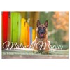 Malinois Magic: The Belgian Powerhouse (Monthly Wall Calendar 2026 11.7"