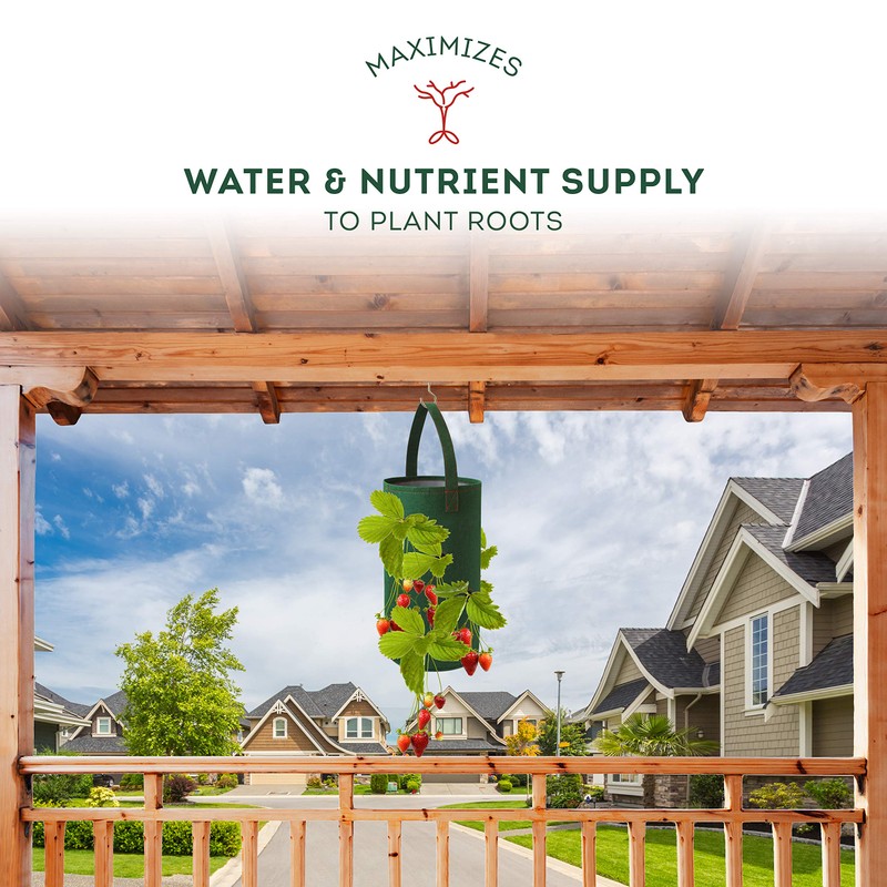 Seascape Everbearing Strawberry Bare Roots Plants, 25 per Pack, Hardy