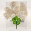 Clovers Online Good Luck Pressed and Preserved 5 Leaf Clover