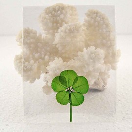 Clovers Online Good Luck Pressed and Preserved 5 Leaf Clover in Cello Sleeve