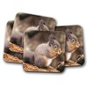 4 Set - Cute Squirrel Coaster - Wildlife Woodland Forest