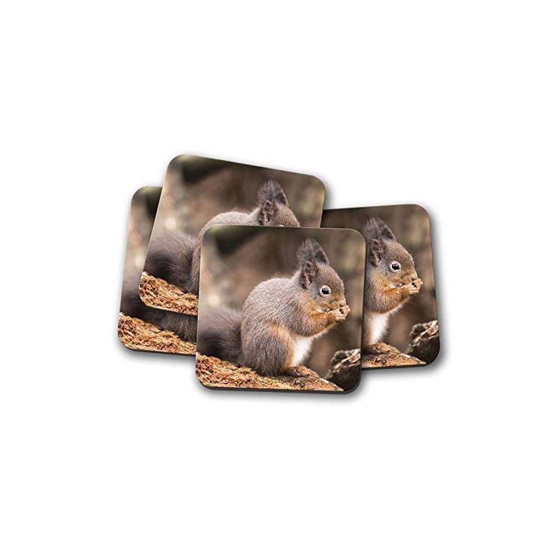 4 Set - Cute Squirrel Coaster - Wildlife Woodland Forest