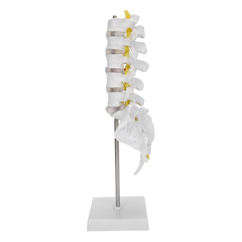 Human Lumbar Vertebral Model School Educational Teaching Model Tool Spine