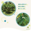 Marche Pure Guava Tea, Made in Japan, Okinawa Prefecture, Tea