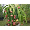 American Beauty Dragon fruit plant fruit vine cactus