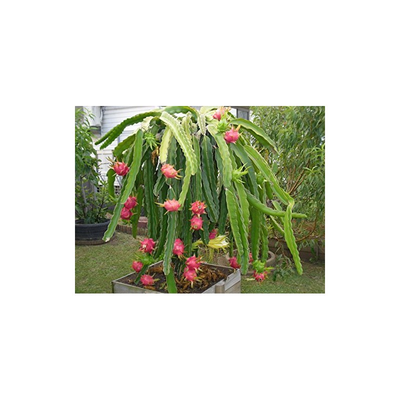 American Beauty Dragon fruit plant fruit vine cactus