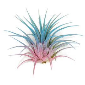  Ionantha Guatemala Tillandsia Air Plant, Guatemala Tillandsia Live Airplant, Healthy Arrival Guaranteed, Great Indoor Plant, Home Decor & Gift (Rainbow #4)