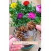 Ranunculus Bulbs for Planting - Ranunculus Flower Seeds - 25