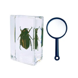 Taanfu Insect in Resin Bug Preserved Specimen Collection Paperweights Resin Insects Specimen for Office Men Women Biology Science Teacher Education Bug Supplies with Magnifier (zong Jing GUI)