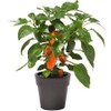Park Seed Minis Fresh Bites Orange Sweet Pepper Seeds –