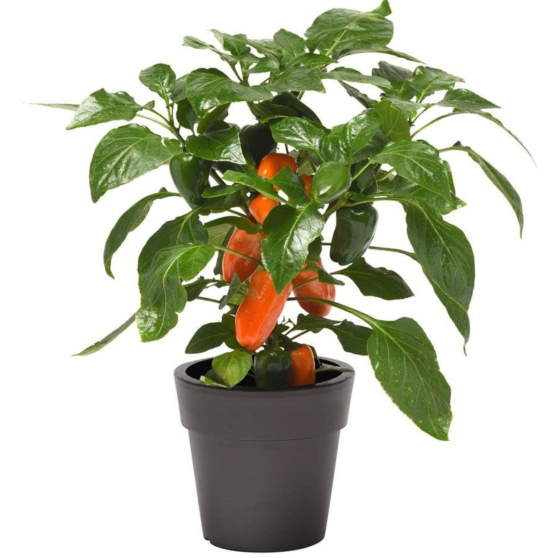 Park Seed Minis Fresh Bites Orange Sweet Pepper Seeds –