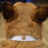 Small 'Welsh Corgi Love Note' Dog Collar (PR00063839)