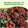 Outsidepride Danova Cherry Edge Common Primrose Seeds - 25 Pcs