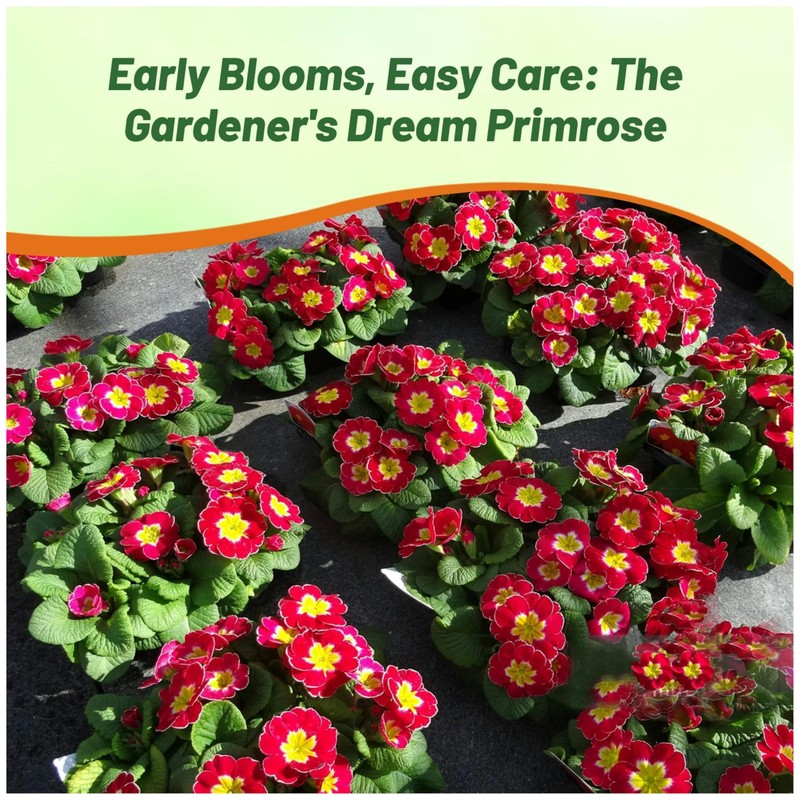 Outsidepride Danova Cherry Edge Common Primrose Seeds - 25 Pcs