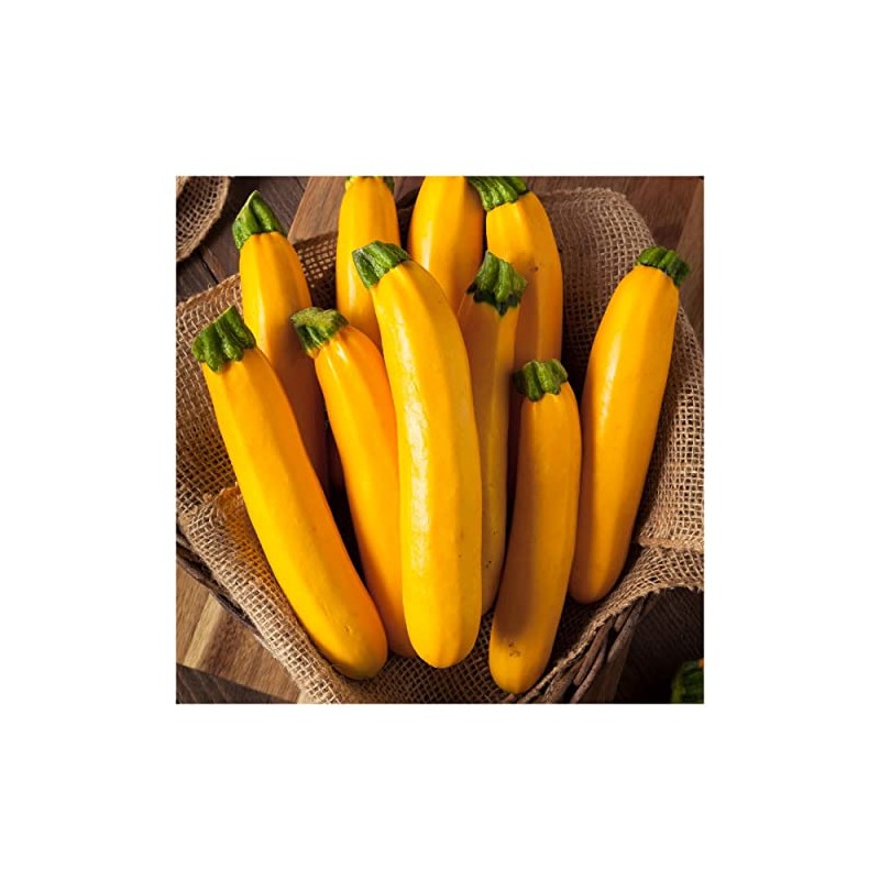 Everwilde Farms - 1 Lb Golden Zucchini Summer Squash Seeds